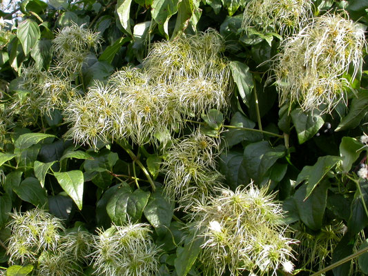 Clematis vitalba  Bosrank