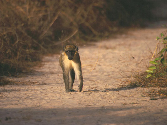 Green Vervet Monkey (meerkat)