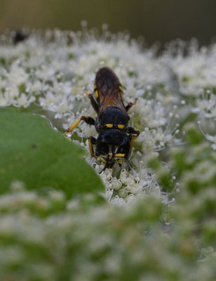 Ectemnius fossorius