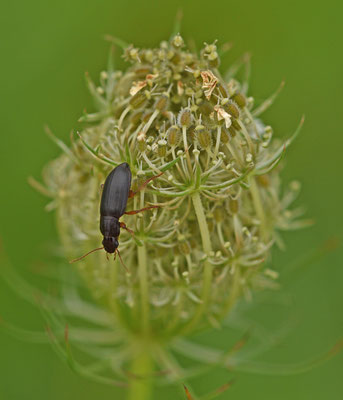 Ophonus punctipes - Slanke halmklimmer