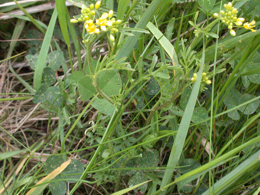 Rorippa sylvestris - Akkerkers