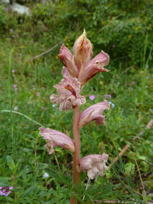 Orobanche crenata