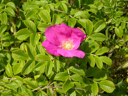 Rosa rubiginosa - Egelantier