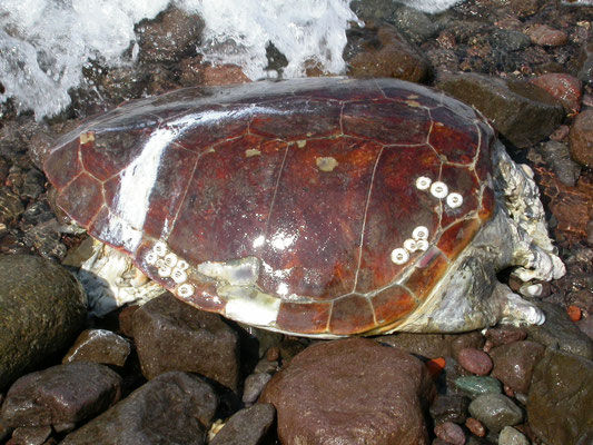 Dikkopschildpad (caretta caretta)