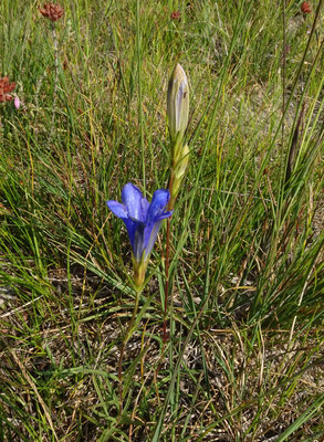 Gentiana pneumonanthe - Klokjesgentiaan