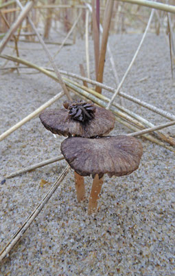 Psathyrella ammophila - Duinfranjehoed