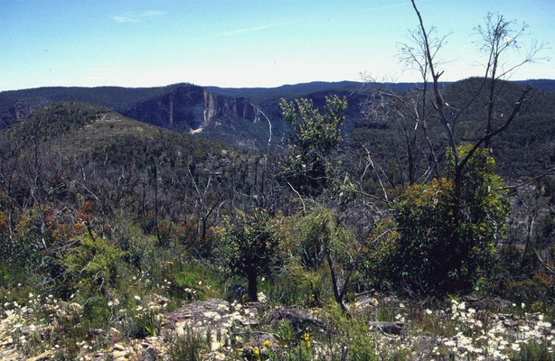 verbrande Blue Mountains