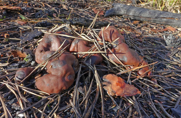 Oliebolzwam