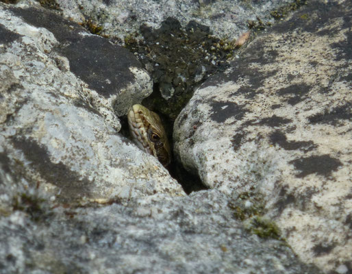 Podarcis muralis