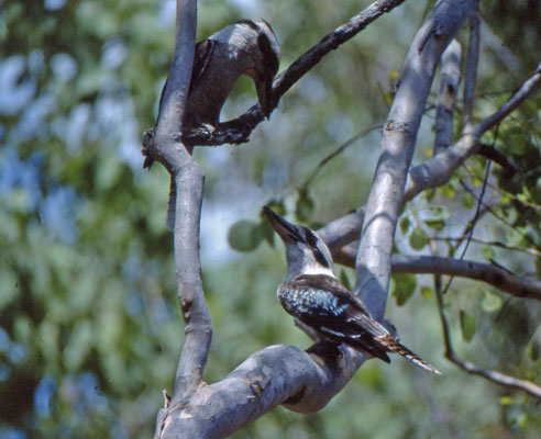 Laughing Cookaburra
