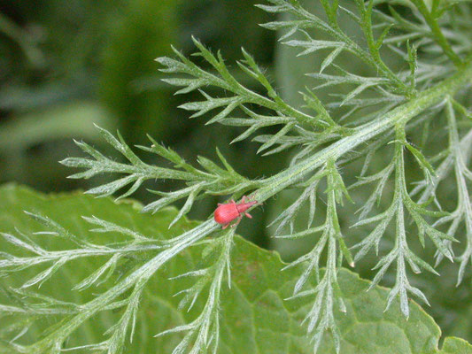Apion frumentarium - Menierood zuringspitsmuisje