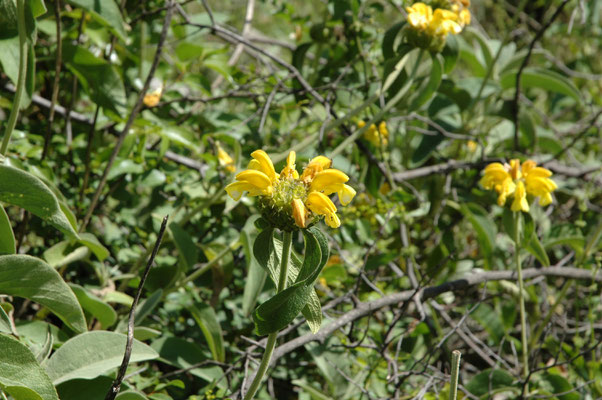 Phlomis fruticosa - Geel brandkruid