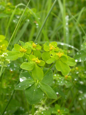 Euphorbia hyberna