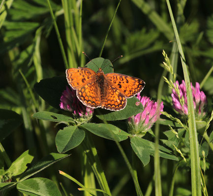 Tweekleurige parelmoervlinder (Melitaea didyma), foto Ruud