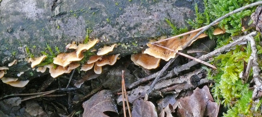 Stereum hirsutum - Gele korstzwam