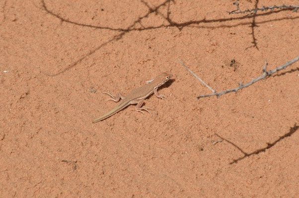 Acanthodactylus aegyptius