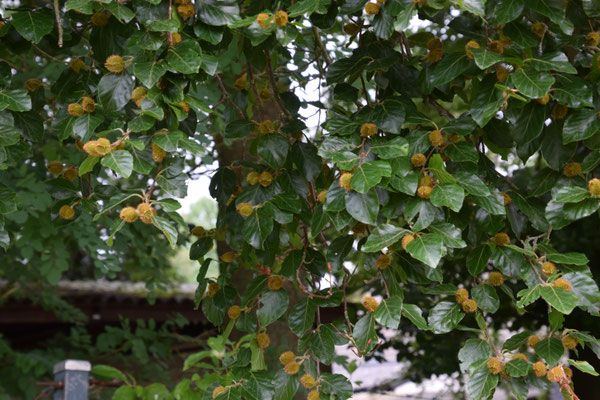 Fagus sylvatica - Beuk