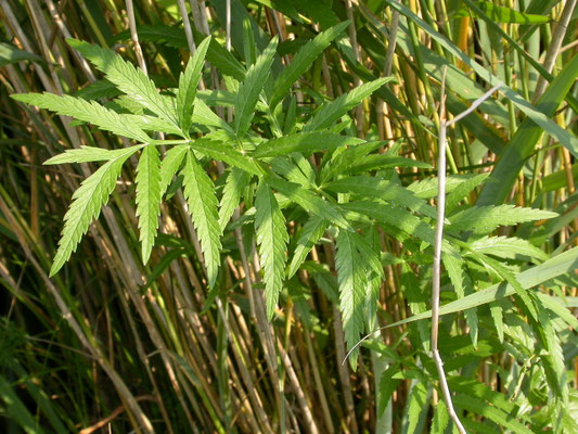 Cicuta virosa - Waterscheerling