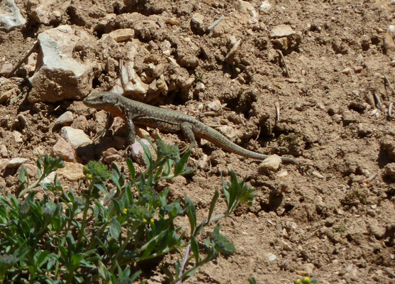 Podarcis muralis
