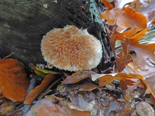 Oligoporus ptychogaster - Boompuist