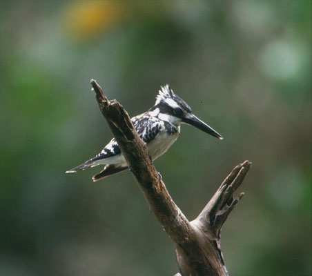 Pied Kingfisher