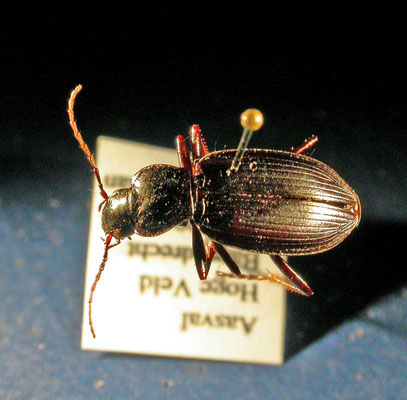 Laemostenus terricola