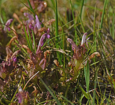 Heidekartelblad