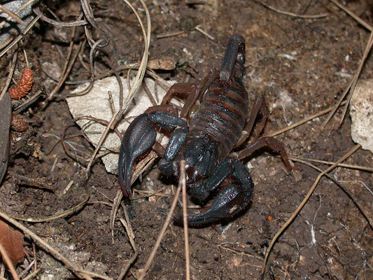 Iurus dufoureius
