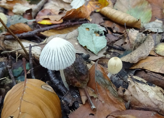 Coprinellus impatiens - Spitscellige donsinktzwam