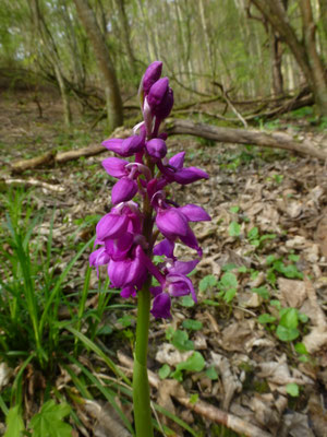 Orchis mascula - Mannetjesorchis