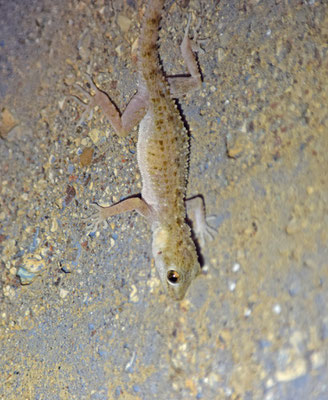 Bunopus tuberculatus