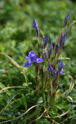 Moraea sisyrinchium