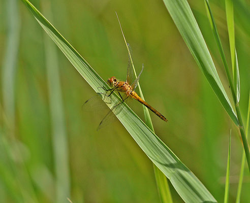 Bloedrode heidelibel