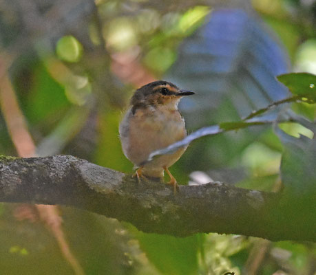 Riverbank Warbler