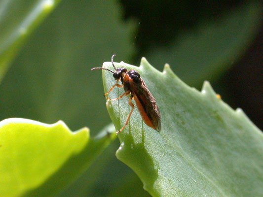 Monostegia abdominalis