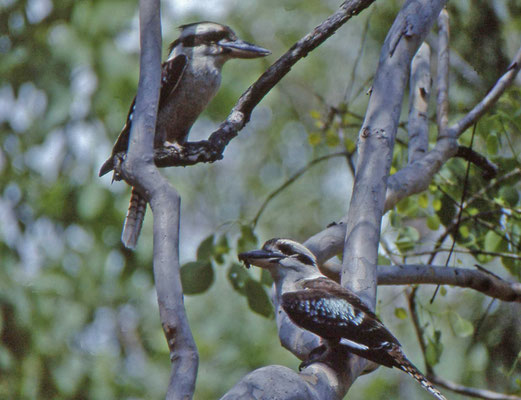 Laughing Cookaburra