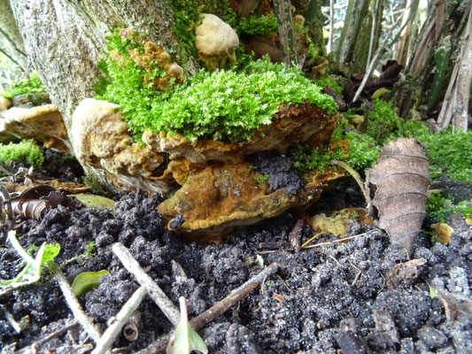 Phylloporia ribis f. evonymi - Kardinaalsmutsvuurzwam