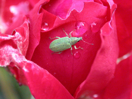 Polydrusus formosus - Groene struiksnuitkever