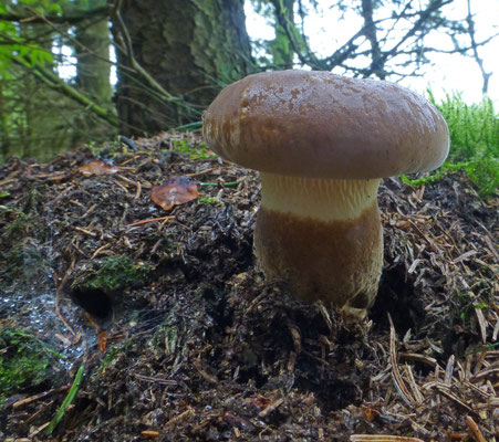 Paxillus atrotomentosus - Zwartvoetkrulzoom