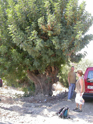 Ceratonia siliqua - Johannesbroodboom