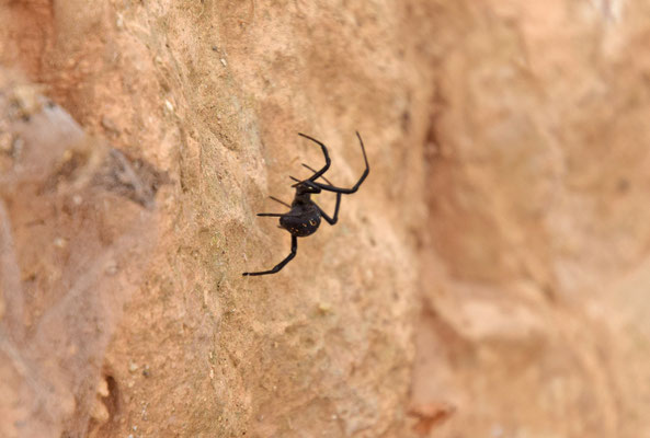 zwarte weduwe (Latrodectus revivensis)