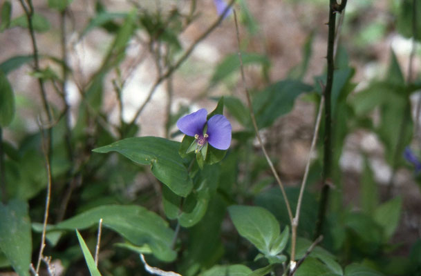 Baptisia leucophaea - Plains Wild Indigo