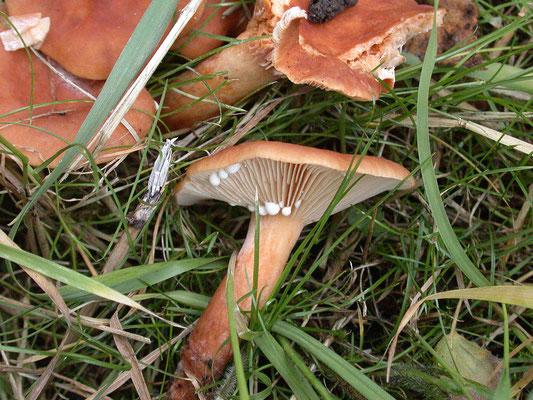 Lactarius lilacinus - Lila melkzwam