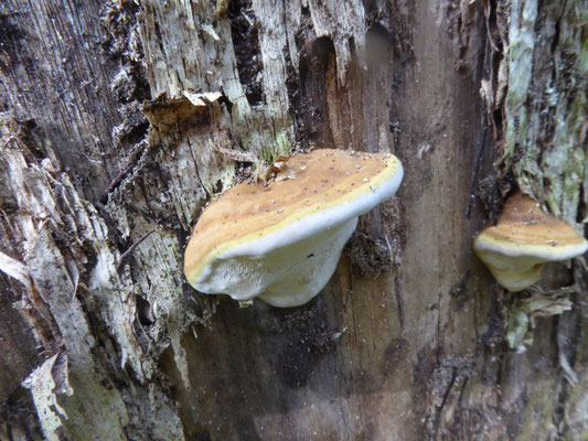 Fomitopsis pinicola - Roodgerande houtzwam