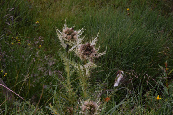 Cirsium spinosissimum
