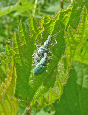 Phyllobius pomaceus - Groene bladsnuitkever