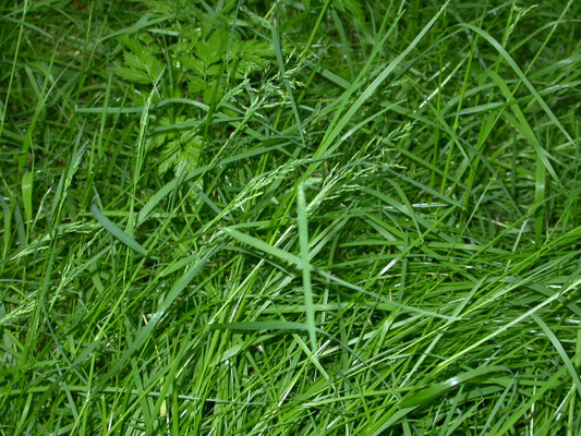 Poa trivialis - Ruw beemdgras
