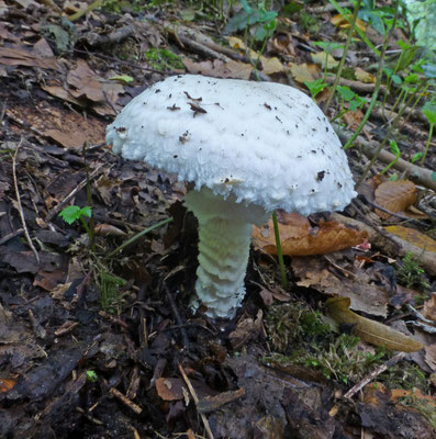 Agaricus depauperatus - Vale champignon