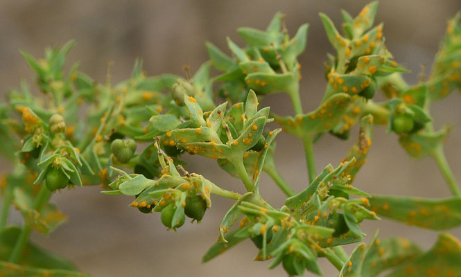 Melampsora euphorbiae - Wolfsmelkroest