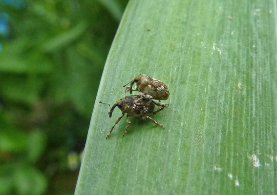 Nedyus quadrimaculatus - Viervlekbrandnetelsnuitkever